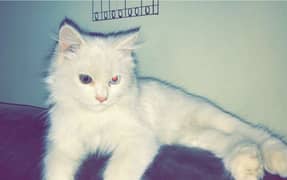 Persian Cat Male