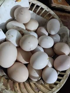 pure desi eggs for sale 100% pure + fertile