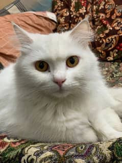 Persian Cat