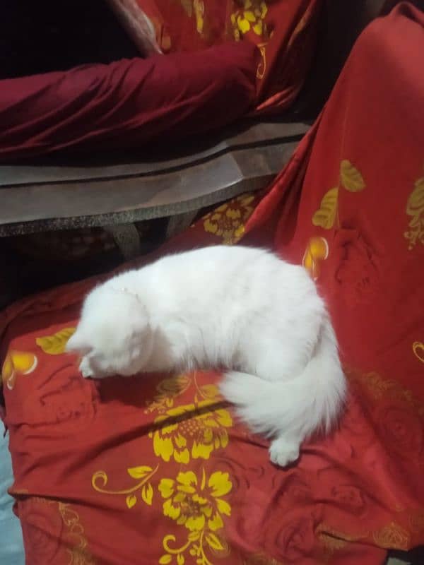 Persian Cat 1