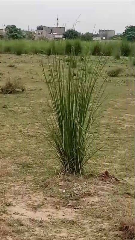 1000 kanal agricultural land in Rawalpindi 7