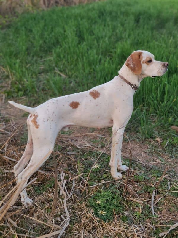 English pointer for sale 0