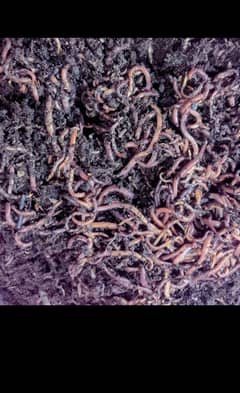 Vermicompost