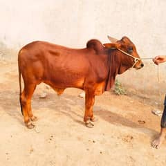 Qurbani