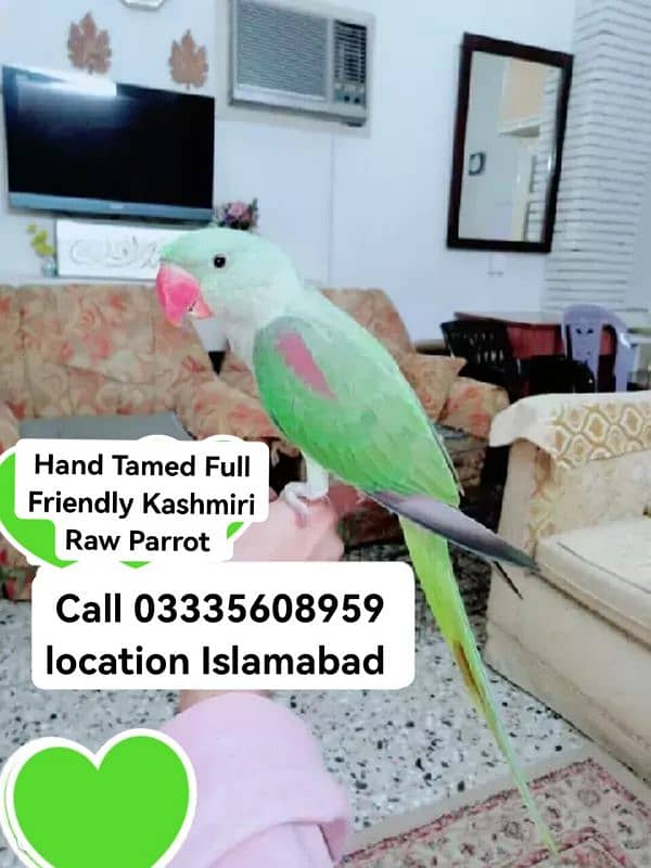 Hand Tamed Full Friendly Kashmiri Raw Male Parrot 0