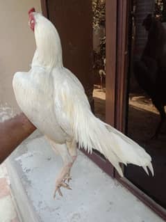 sir murga for sale color white white