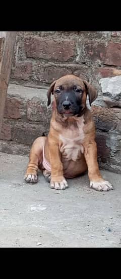 Top blood line Pitbul papy for sale