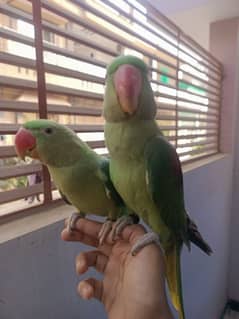 Hand tam raw parrot pair for sale