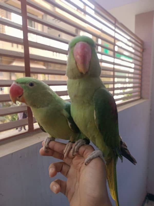 Hand tam raw parrot pair for sale 0