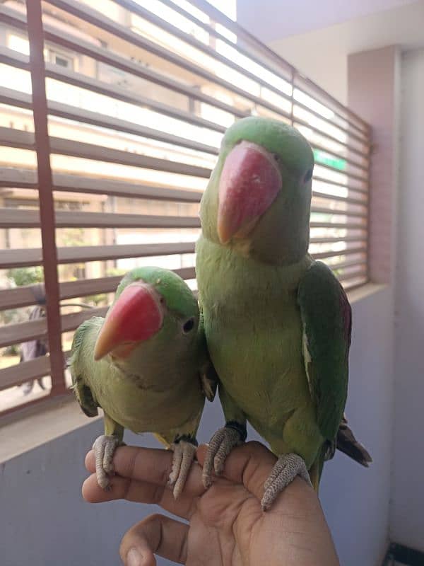 Hand tam raw parrot pair for sale 1