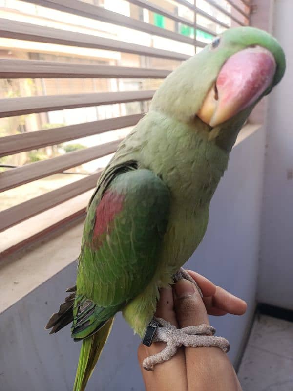 Hand tam raw parrot pair for sale 2