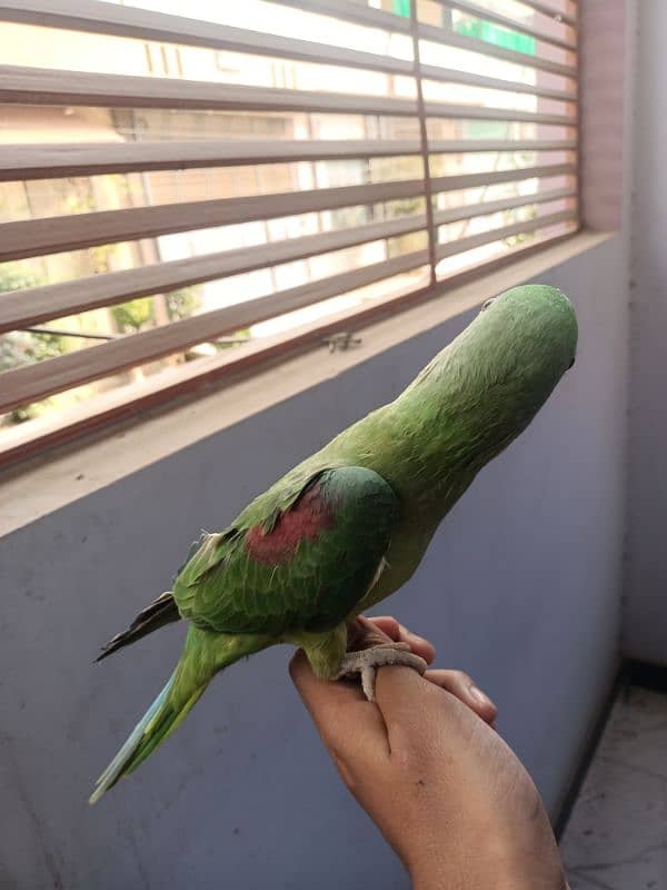 Hand tam raw parrot pair for sale 3