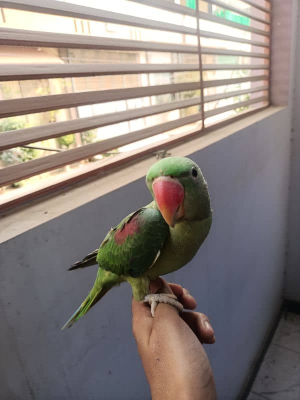 Hand tam raw parrot pair for sale 4