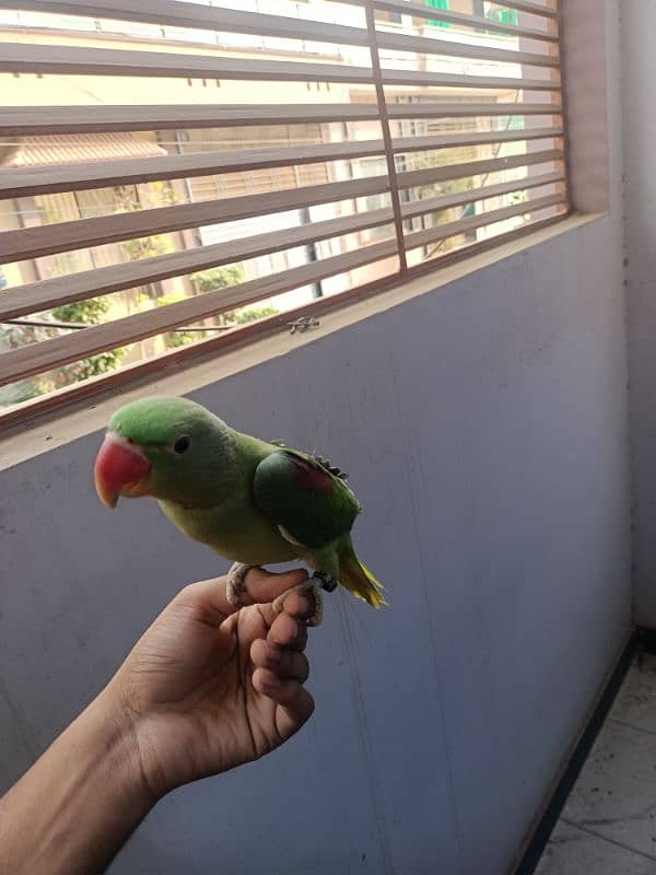 Hand tam raw parrot pair for sale 6