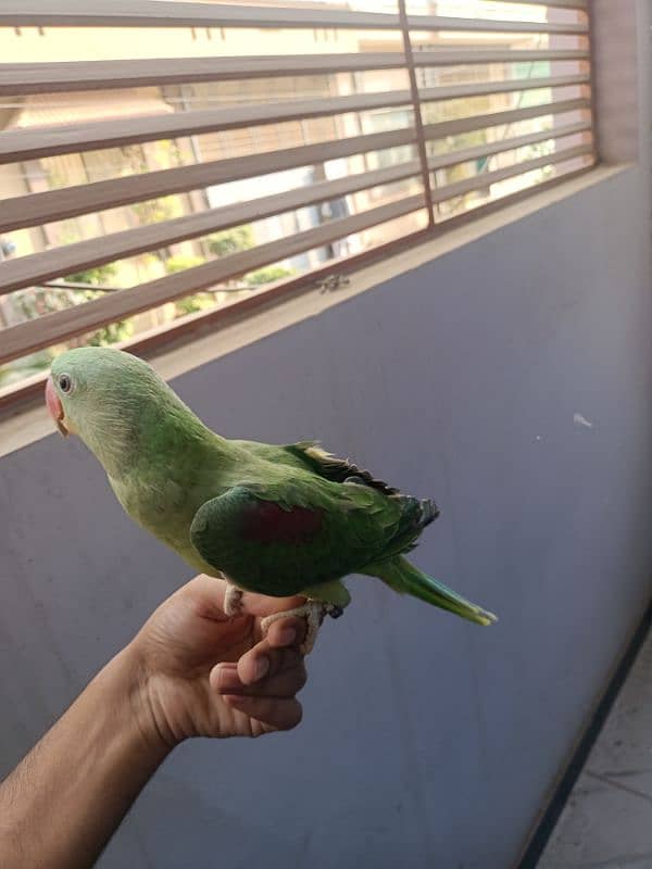 Hand tam raw parrot pair for sale 7