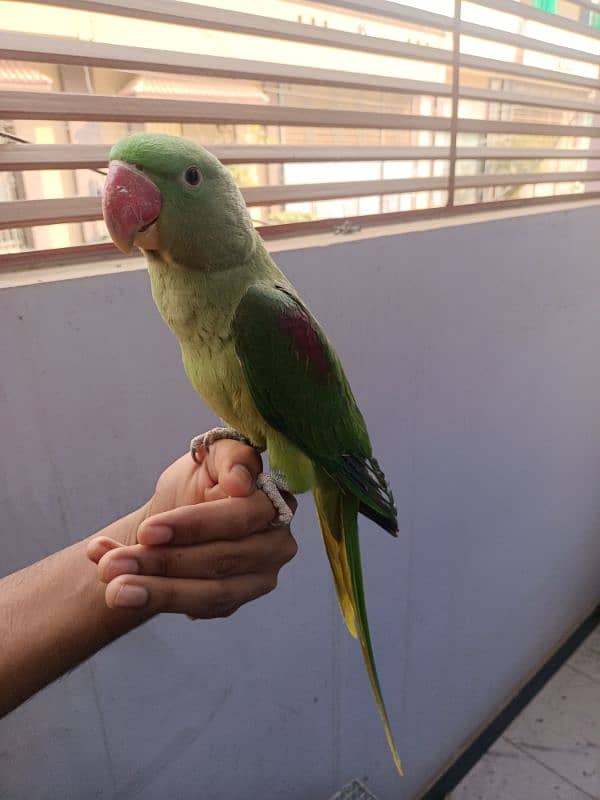 Hand tam raw parrot pair for sale 8