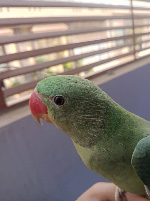 Hand tam raw parrot pair for sale 9