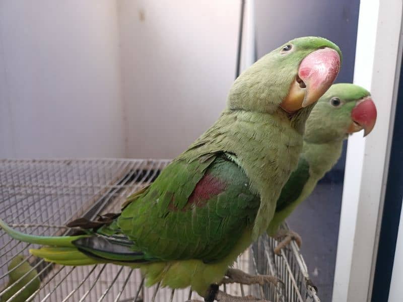 Hand tam raw parrot pair for sale 10