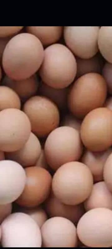 sale of dase eggs 0