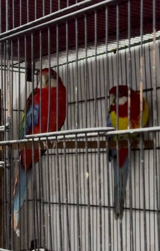 rosella breeder pair 3