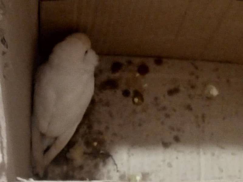 Beautiful white color Budgie parrot. 0