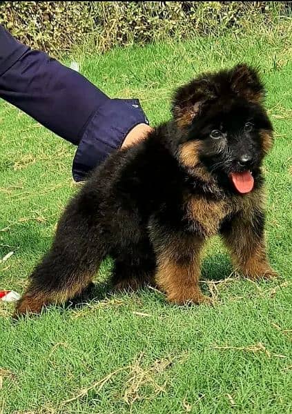 Garman shepherd puppies for sale 03287576736 call wahtasp 1