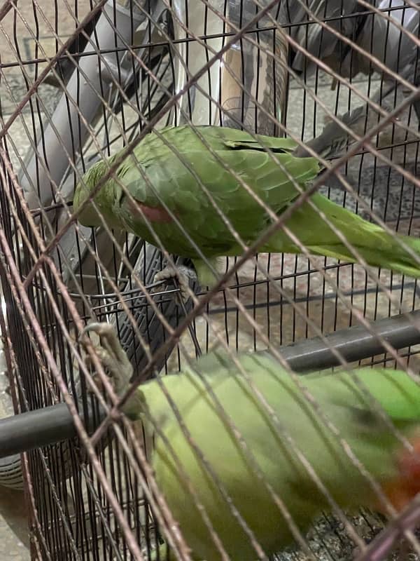 raw parrot kashmiri 0