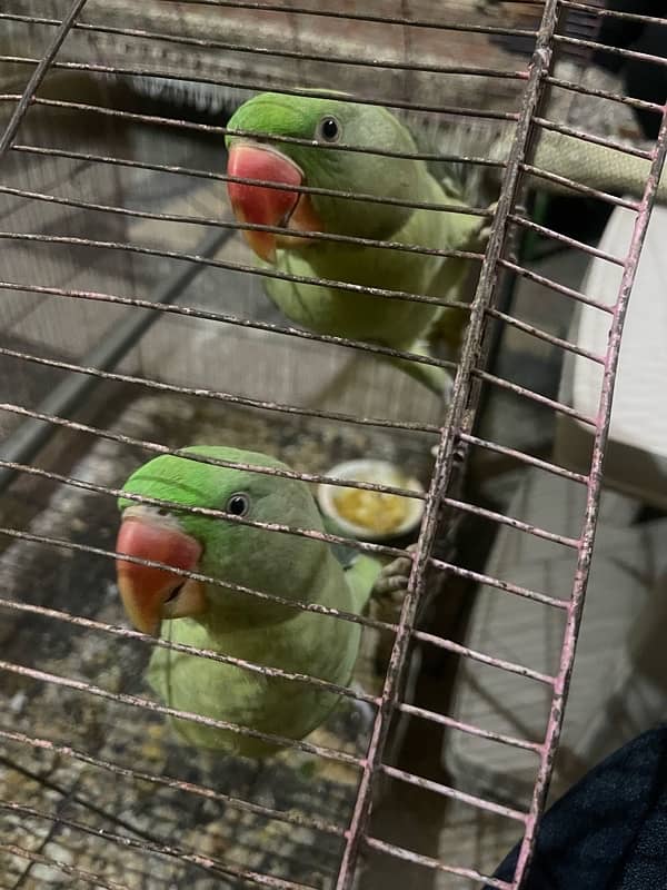 raw parrot kashmiri 1