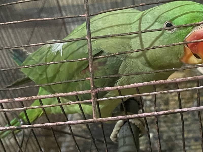 raw parrot kashmiri 2