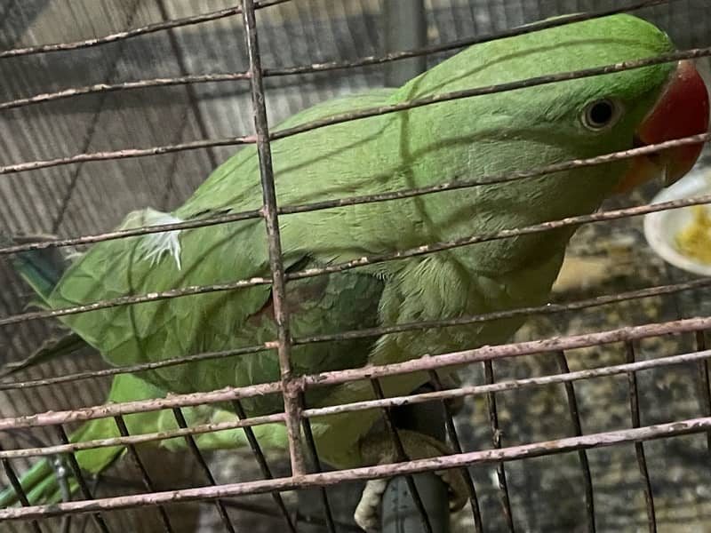 raw parrot kashmiri 3