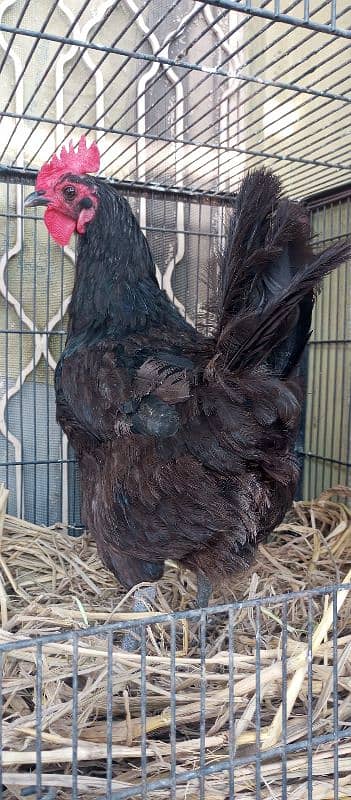 2 huge egg laying astralorp females 3