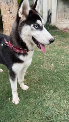 female husky