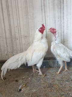 Heera Aseel Breeder Pair