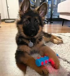 100% German Shepherd puppy dog Call My WhatsApp 0341,78,17,026