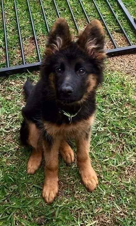 100% German Shepherd puppy dog Call My WhatsApp 0341,78,17,026 1