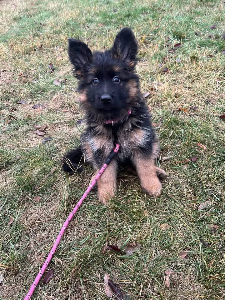 100% German Shepherd puppy dog Call My WhatsApp 0341,78,17,026 2