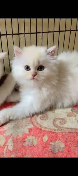 Persian cat for sale male or female my WhatsApp 0323=00=97=122 2