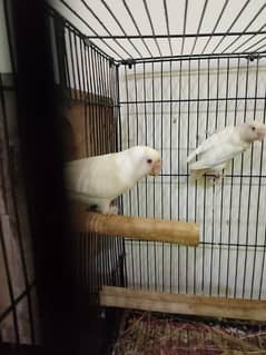 albino red eye breeder pair