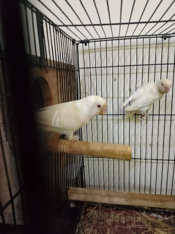 albino red eye breeder pair 1