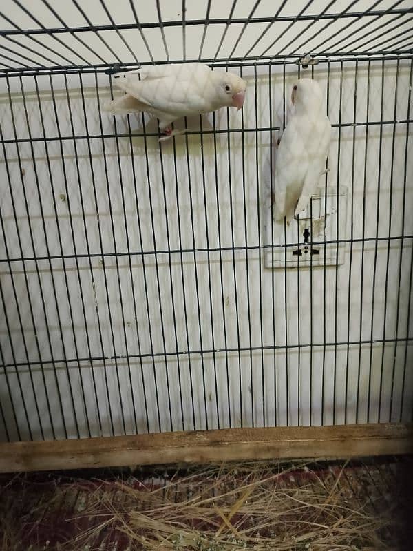 albino red eye breeder pair 2