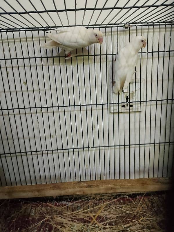 albino red eye breeder pair 3