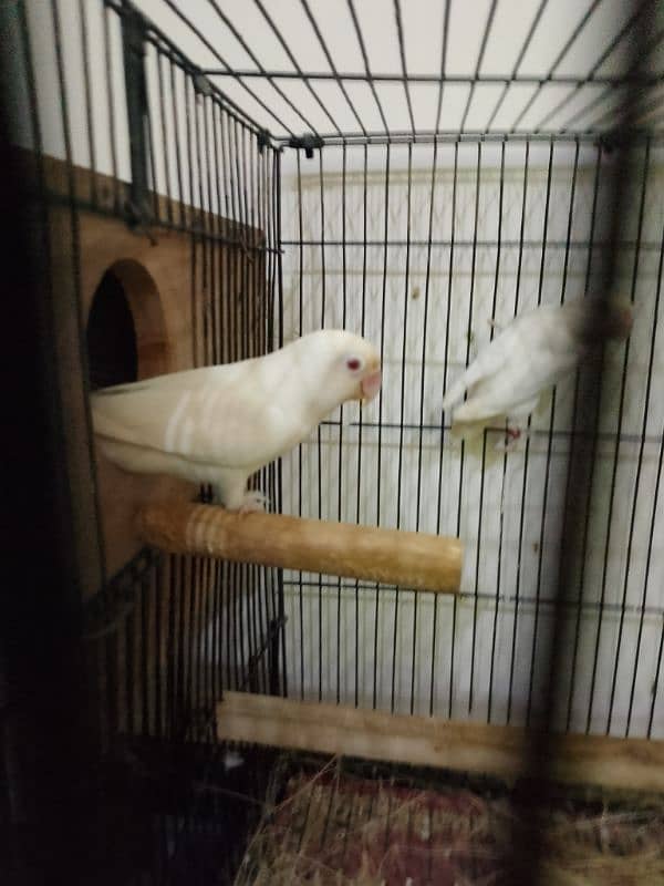 albino red eye breeder pair 4