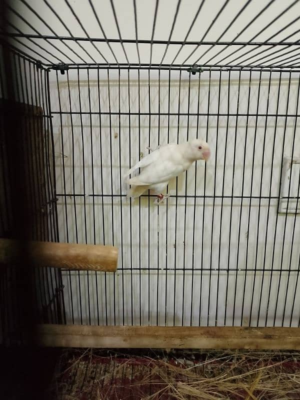 albino red eye breeder pair 7