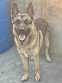 1 year old german shepherd  single court very friendly