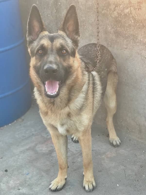 1 year old german shepherd  single court very friendly 0