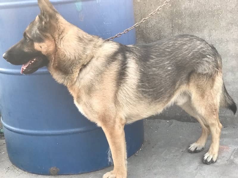 1 year old german shepherd  single court very friendly 1