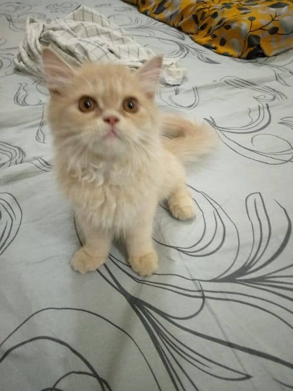 Persian Cat Female 3riple Coated Piki Face Watsapp  03486223941 0