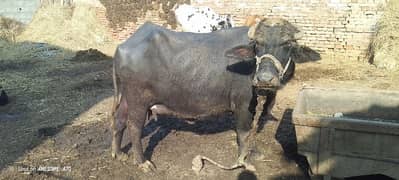 buffalo for sale sath kata