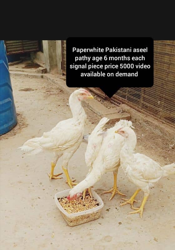 read add carefully I have pure 0 shamo breed chicks & pak aseel birds 2