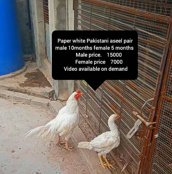 read add carefully I have pure 0 shamo breed chicks & pak aseel birds 3